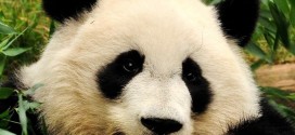 Did the Panda Patent Get Published?
