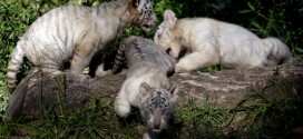 Buenos Aires Zoo Welcomes new White Tiger cubs