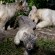 Buenos Aires Zoo Welcomes new White Tiger cubs