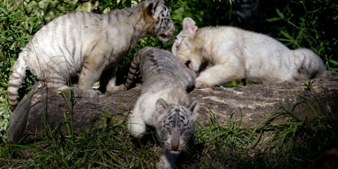 Buenos Aires Zoo Welcomes new White Tiger cubs