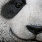 It’s Newer It’s Softer; It’s The Panda Update!