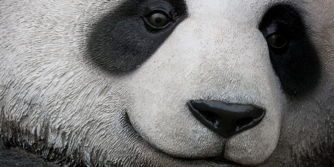 It’s Newer It’s Softer; It’s The Panda Update!