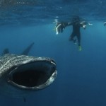 Diver Is Almost Swallowed By Whale