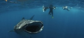 Diver Is Almost Swallowed By Whale