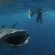 Diver Is Almost Swallowed By Whale