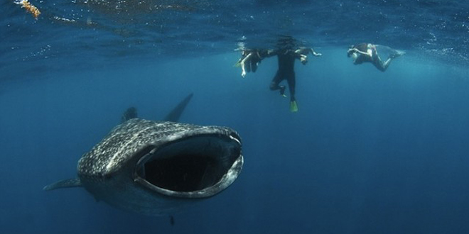 Diver Is Almost Swallowed By Whale