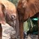 Baby Elephant Rescued from School