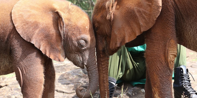 Baby Elephant Rescued from School